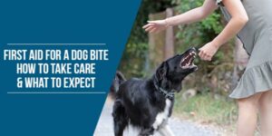 Read more about the article First Aid for a Dog Bite: How to Take Care and What to Expect